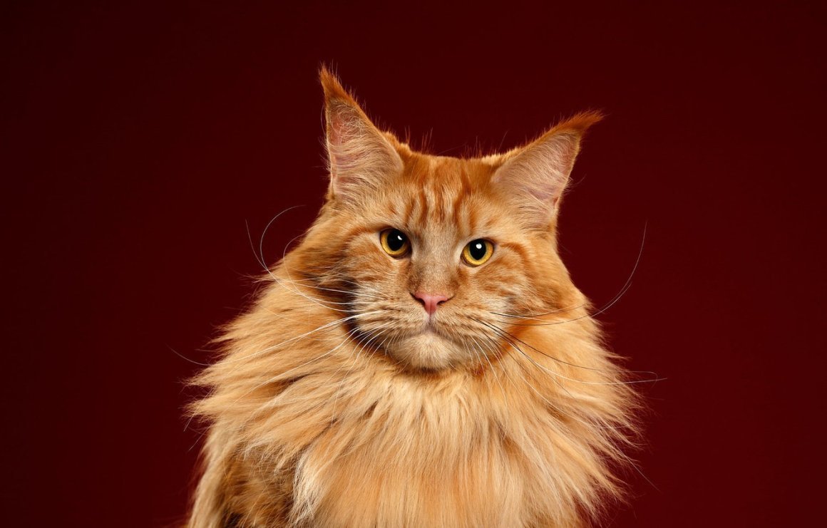 Кошка Мейн кун