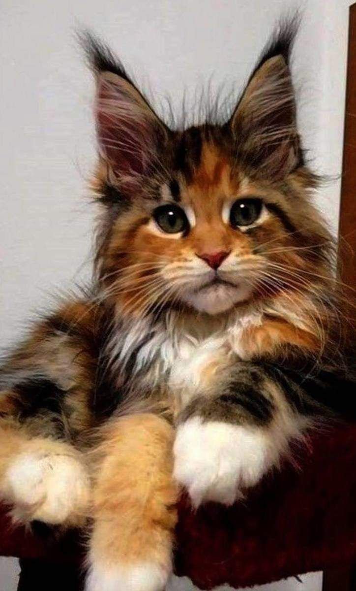 Мейн кун голубоглазый