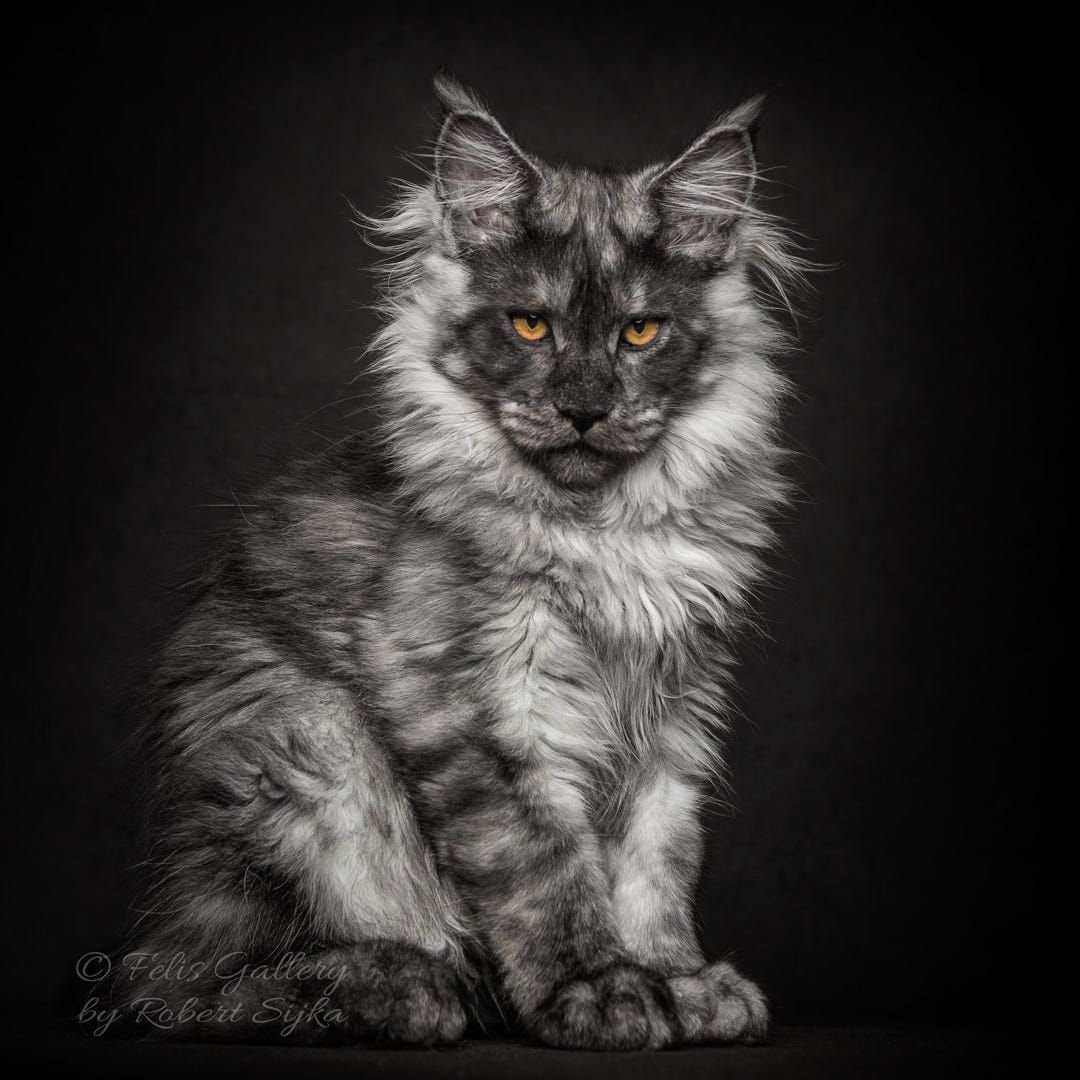 Кот Мейн кун злой