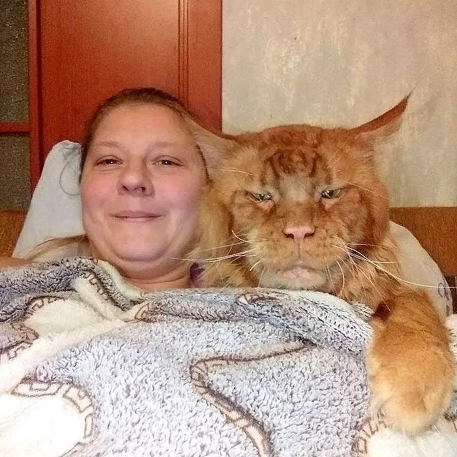 Марина Фомичева Мейн куны