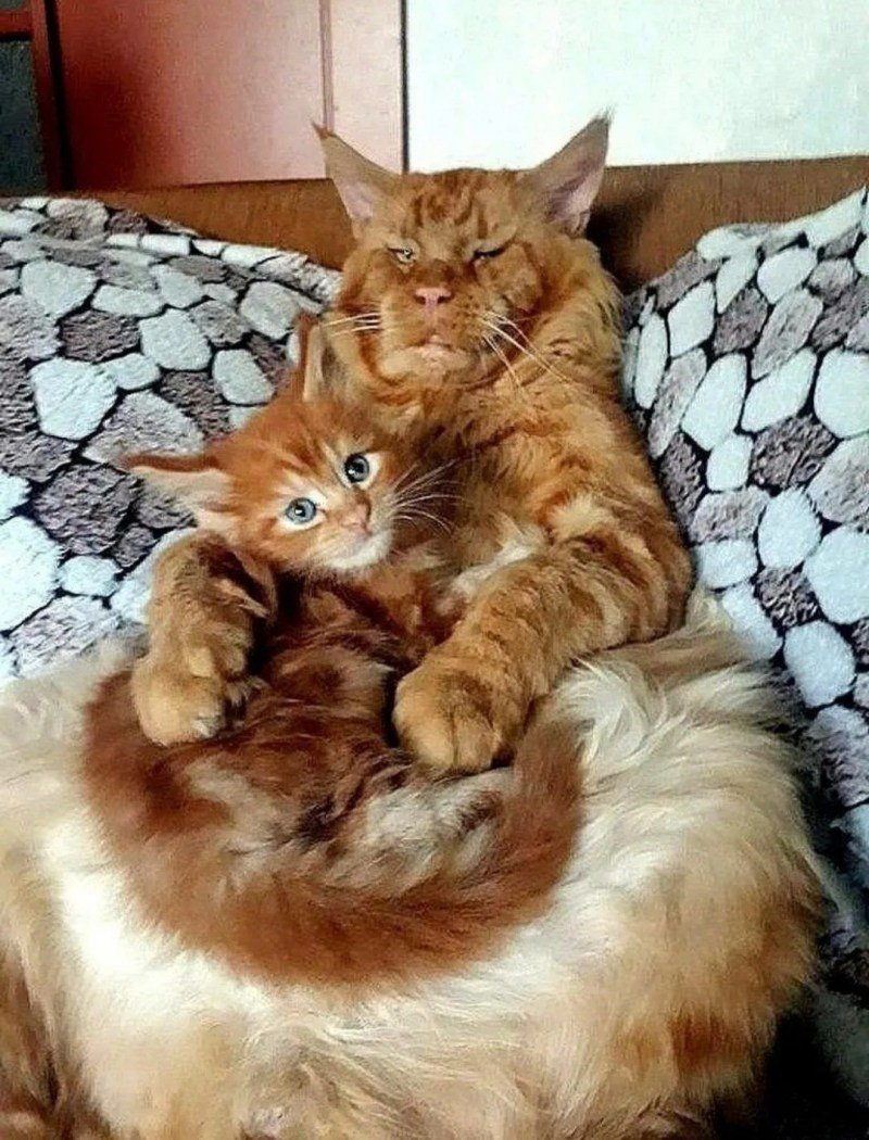 Рыжие Мейн куны котята