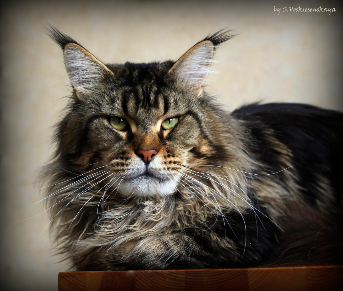 Королевский Мейн кун