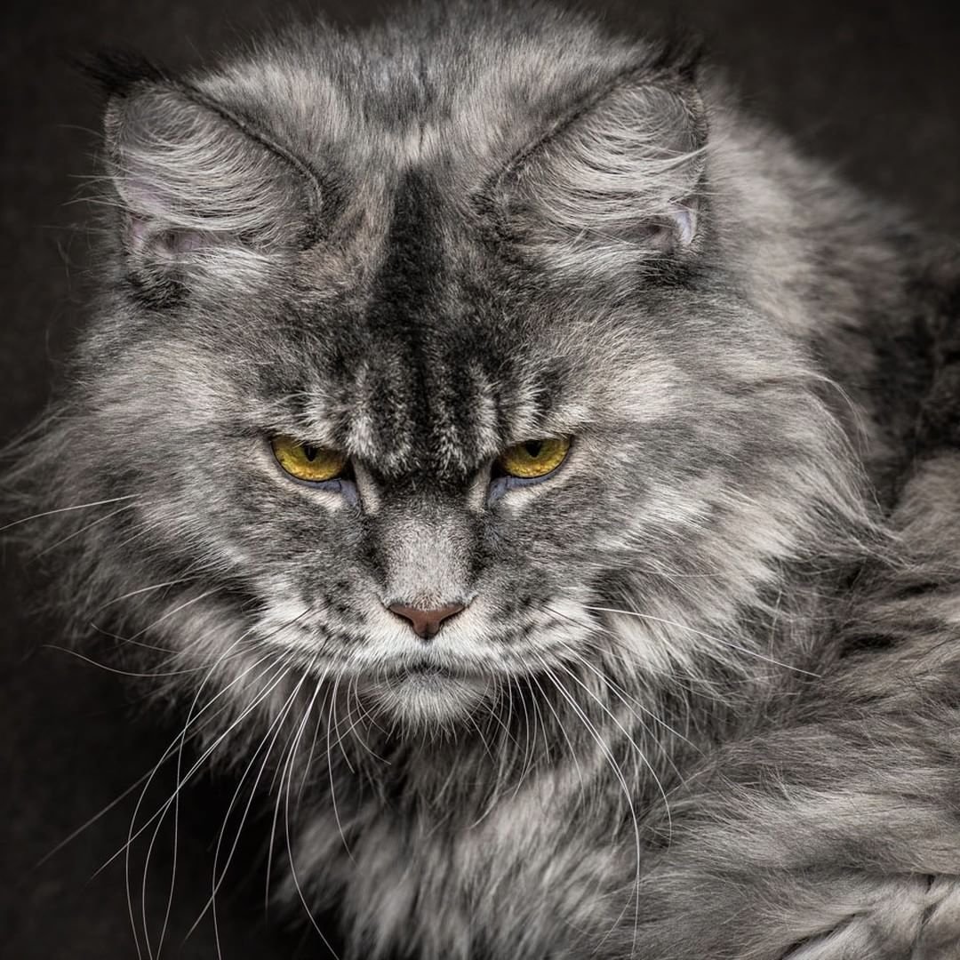 Мейнкун кот Ликан