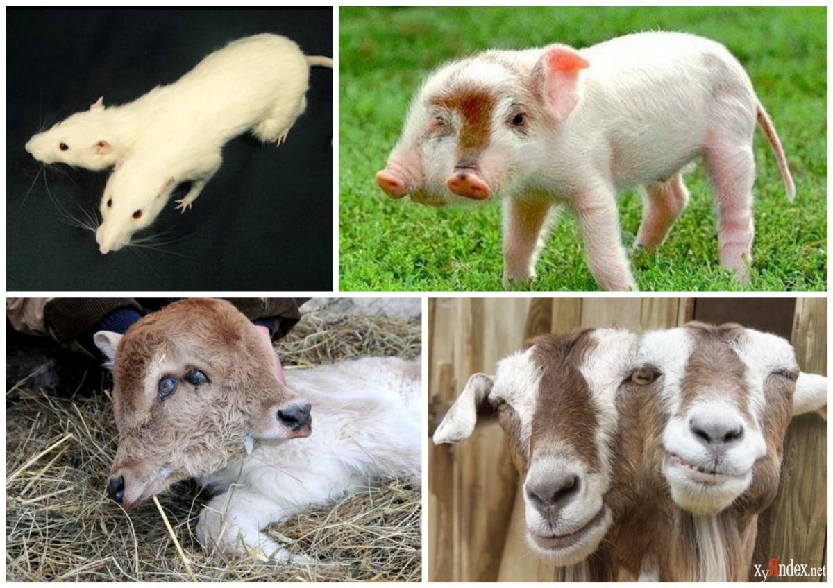 Неизвестные науке животные