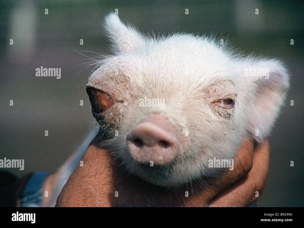 Животные мутон