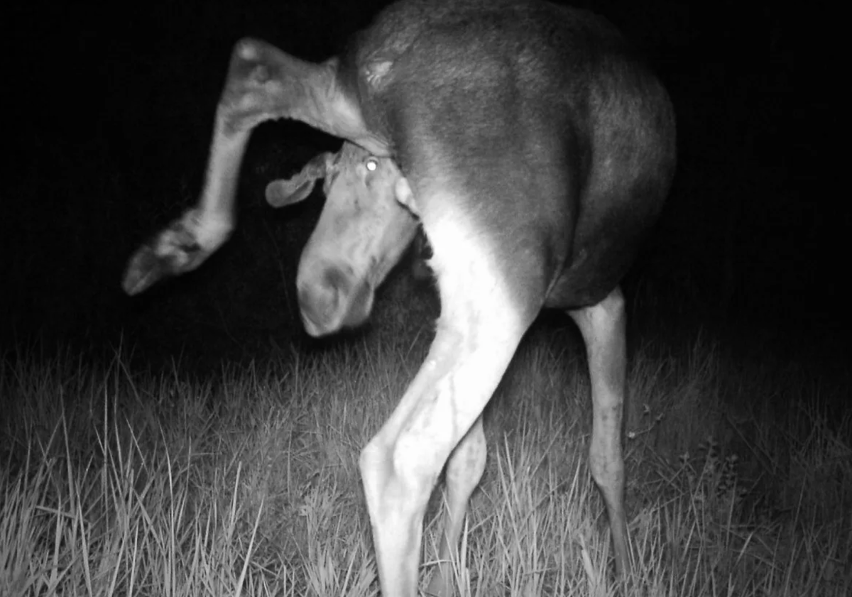 Мутированные животные Чернобыля