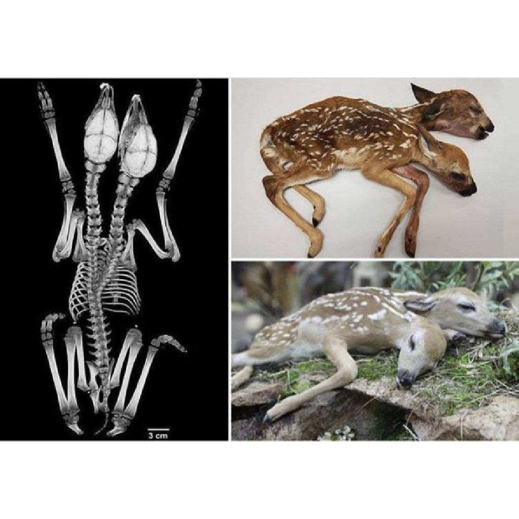 Двухголовые животные в Чернобыле