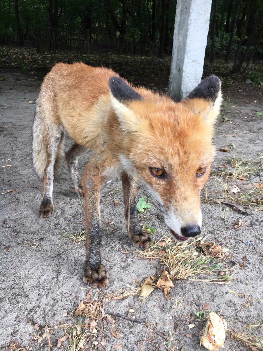 Поросенок Руди