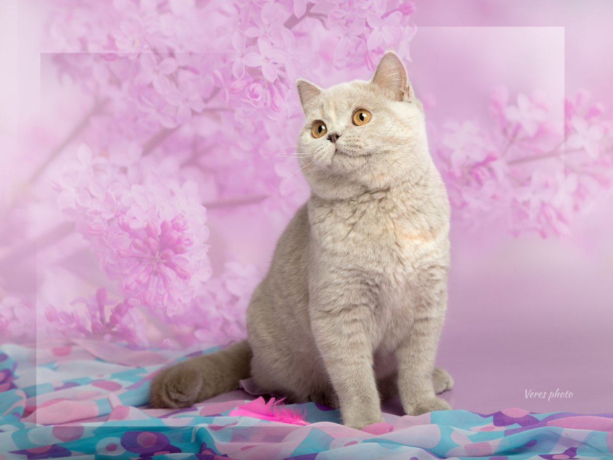 Британский кот окраса лиловое золотое