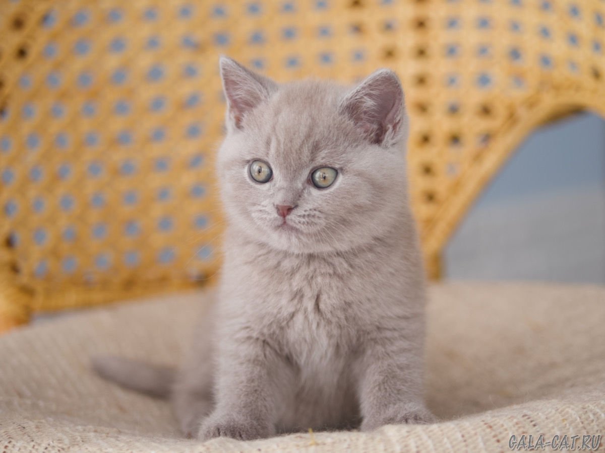 Лиловый котенок британец в полоску