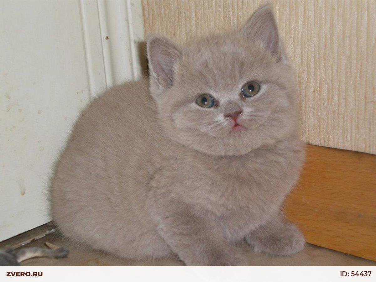 Лиловый британец кот на белом фоне