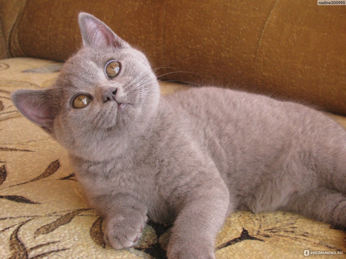 Лиловые британские котята