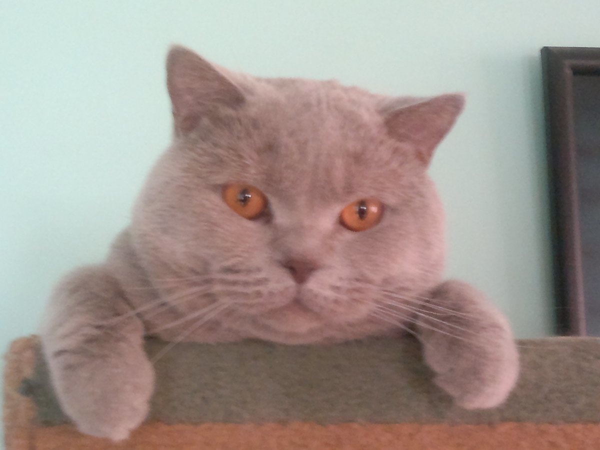 Британский котёнок новорождённый