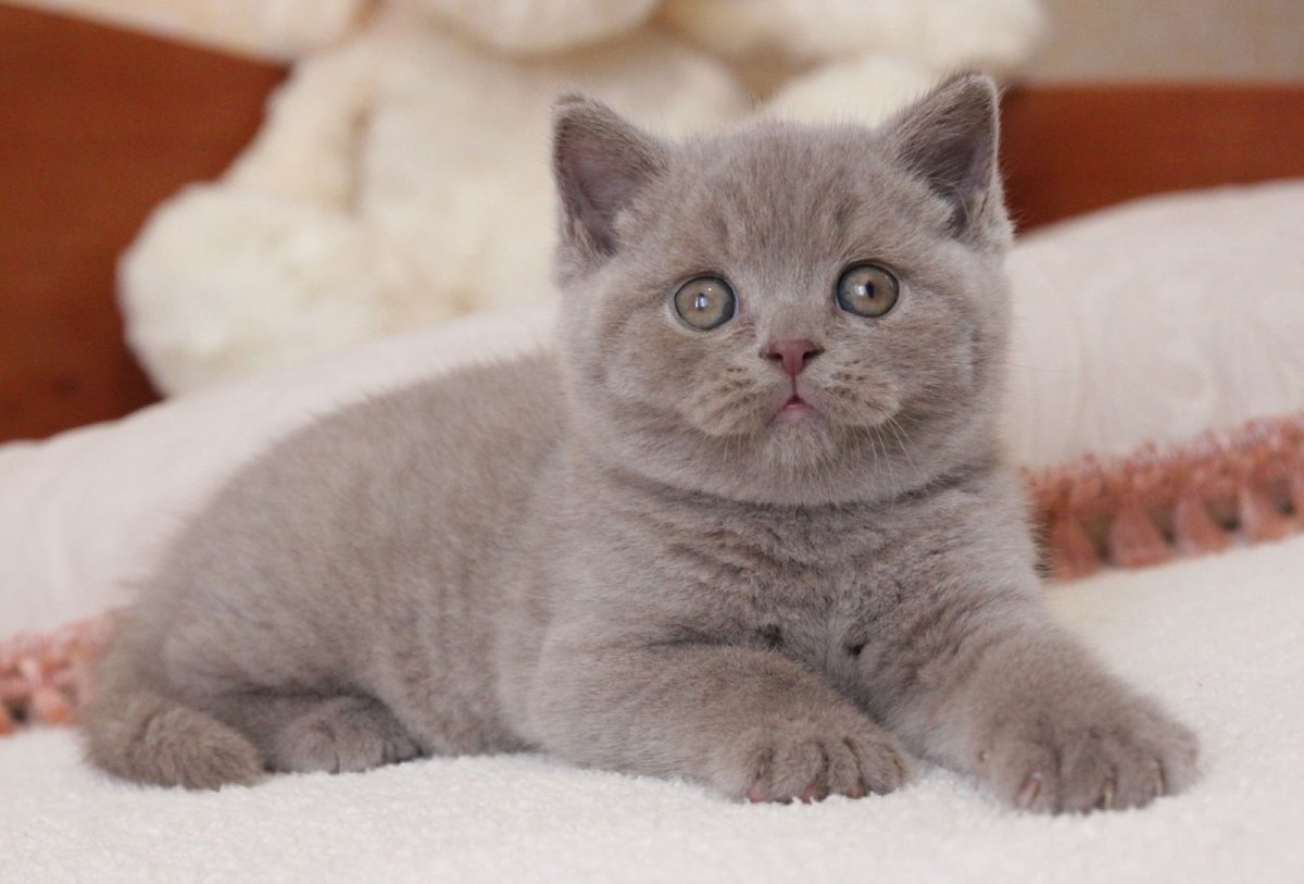 Шотландская прямоухая кошка лиловая