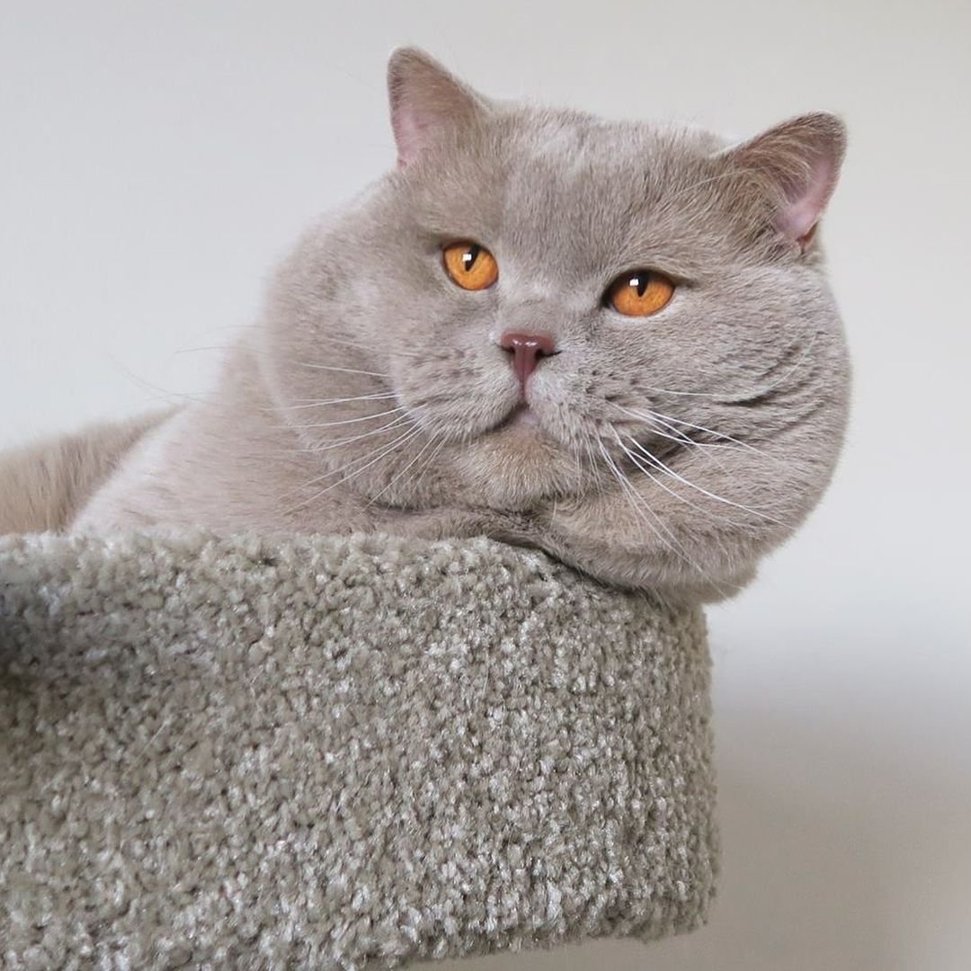 Лиловые и голубые котята