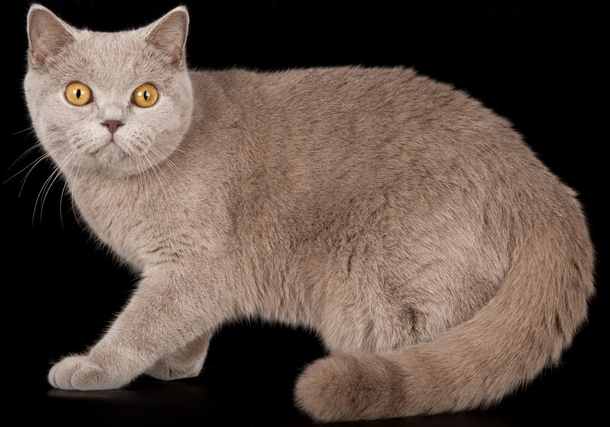 Шотландский скоттиш страйт лиловый