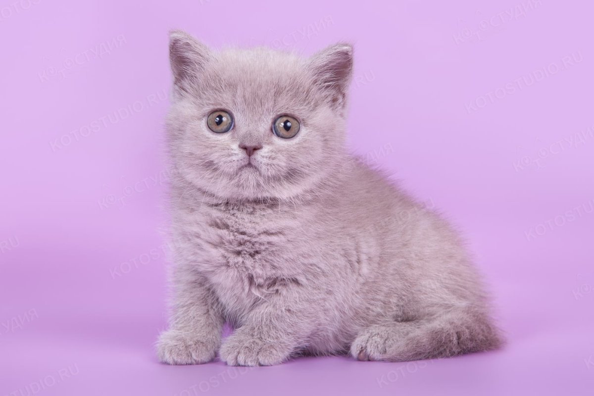 Окрас кошки лиловый Солид