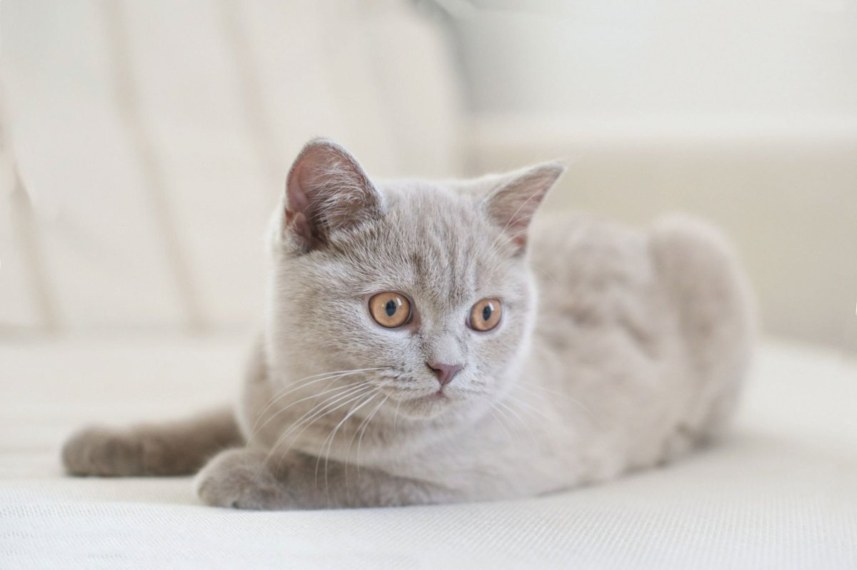 Британская короткошёрстная кошка лиловая