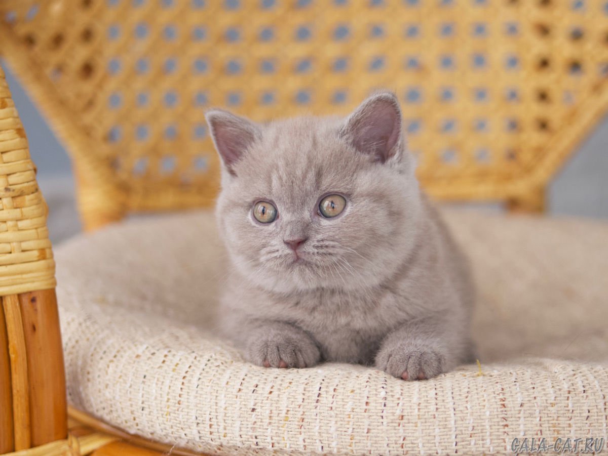 Лиловый кот британец