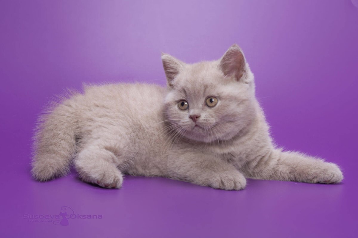 Лиловый кот британец