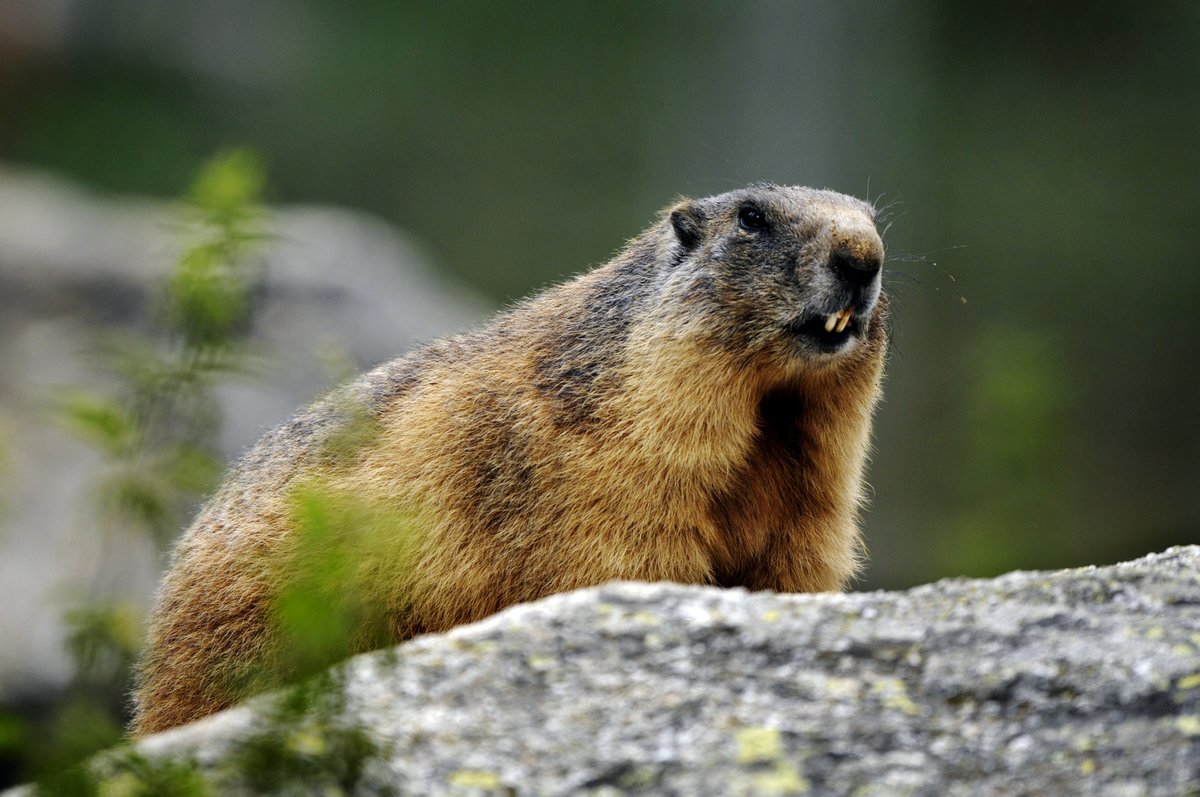 Маттео Вальч 2020