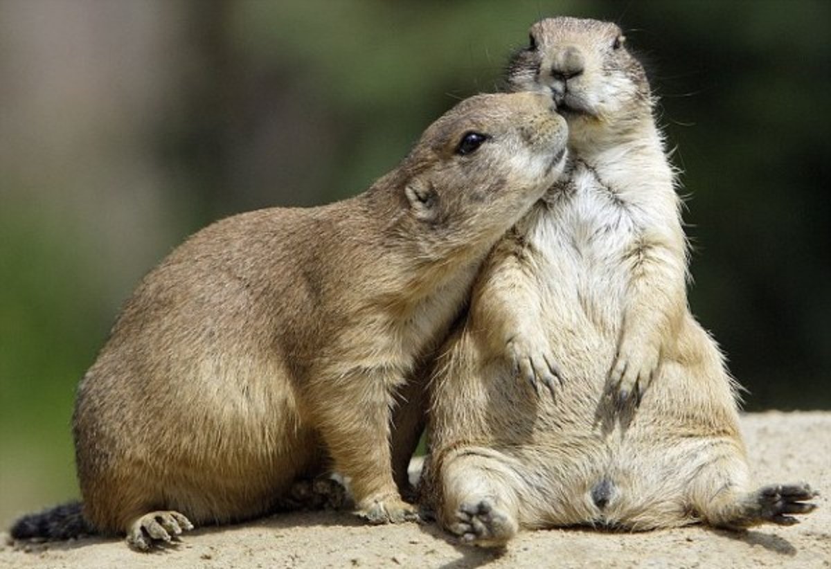 Алтайский тарбаган