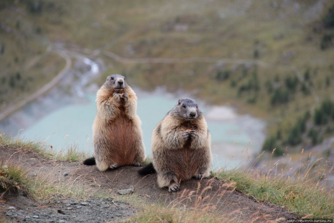 Сурок Степной, Байбак (Marmota Bobak)