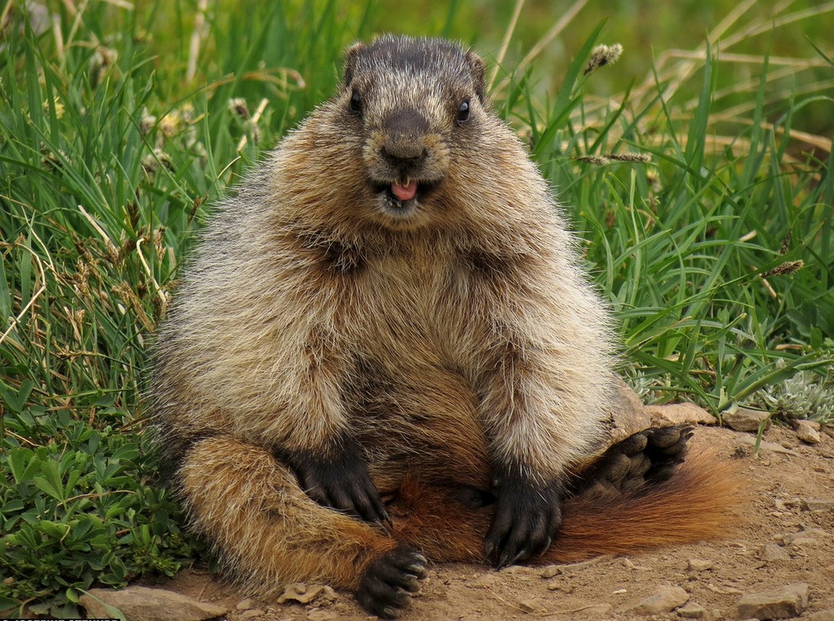 Тарбаган (Marmota sibirica)