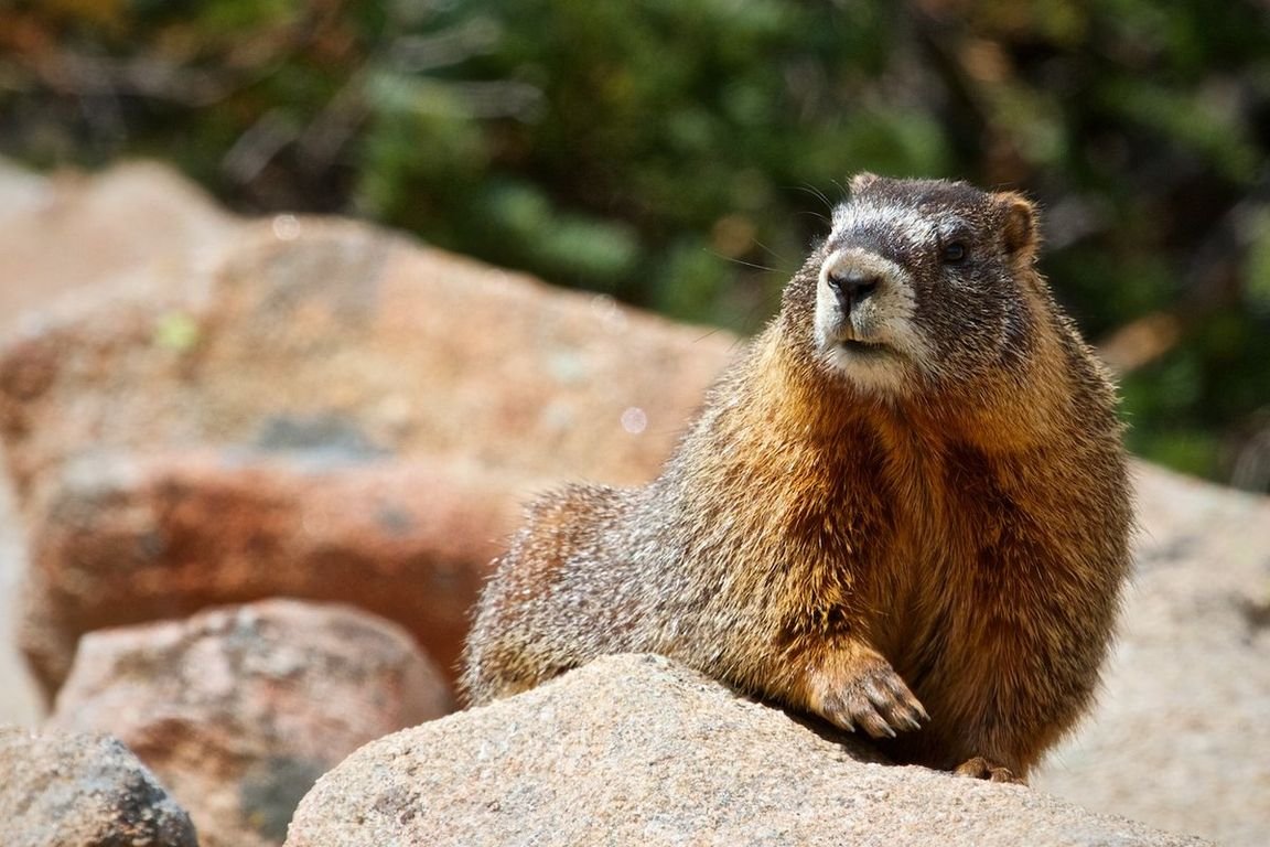 Альпийский сурок (Байбак)