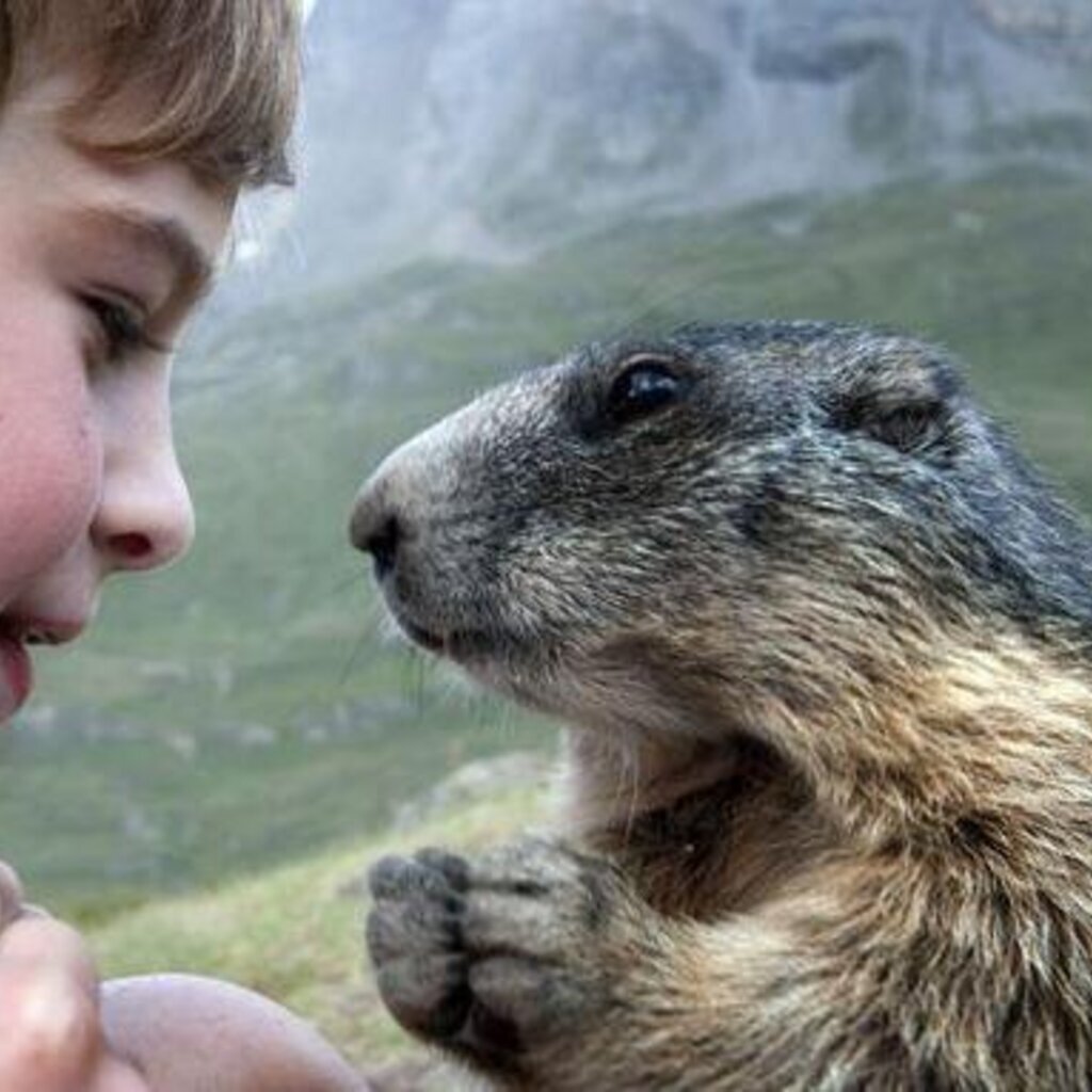 Желтобрюхий сурок (Marmota flaviventris)