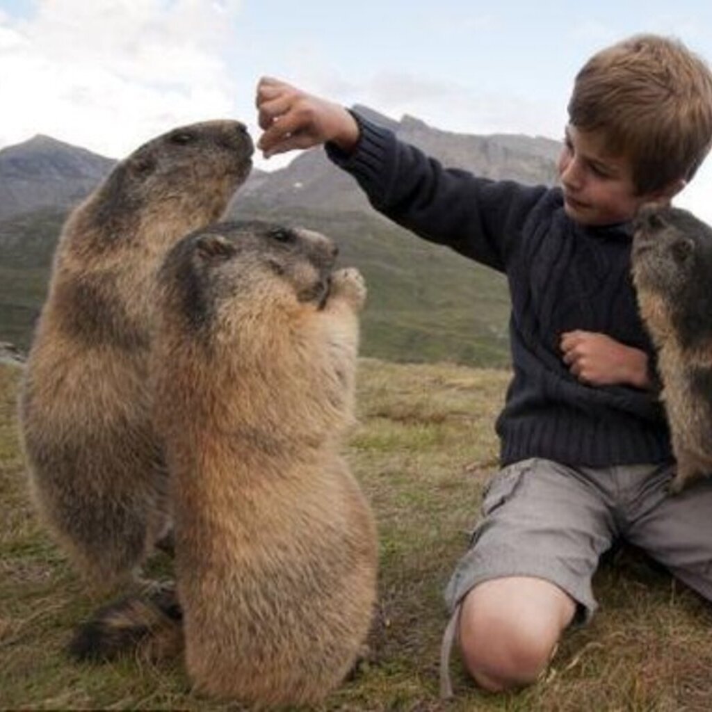Чернохвостая Луговая собачка