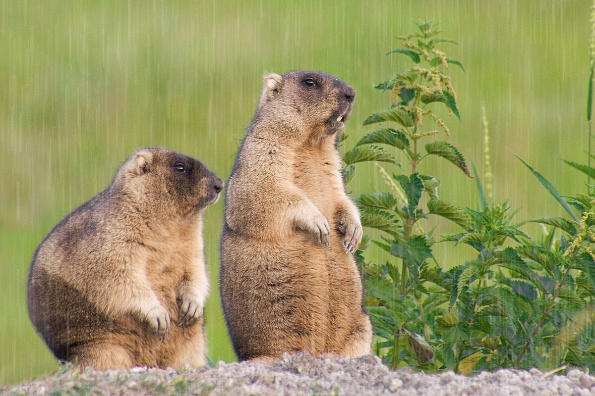 Сурок коричневый