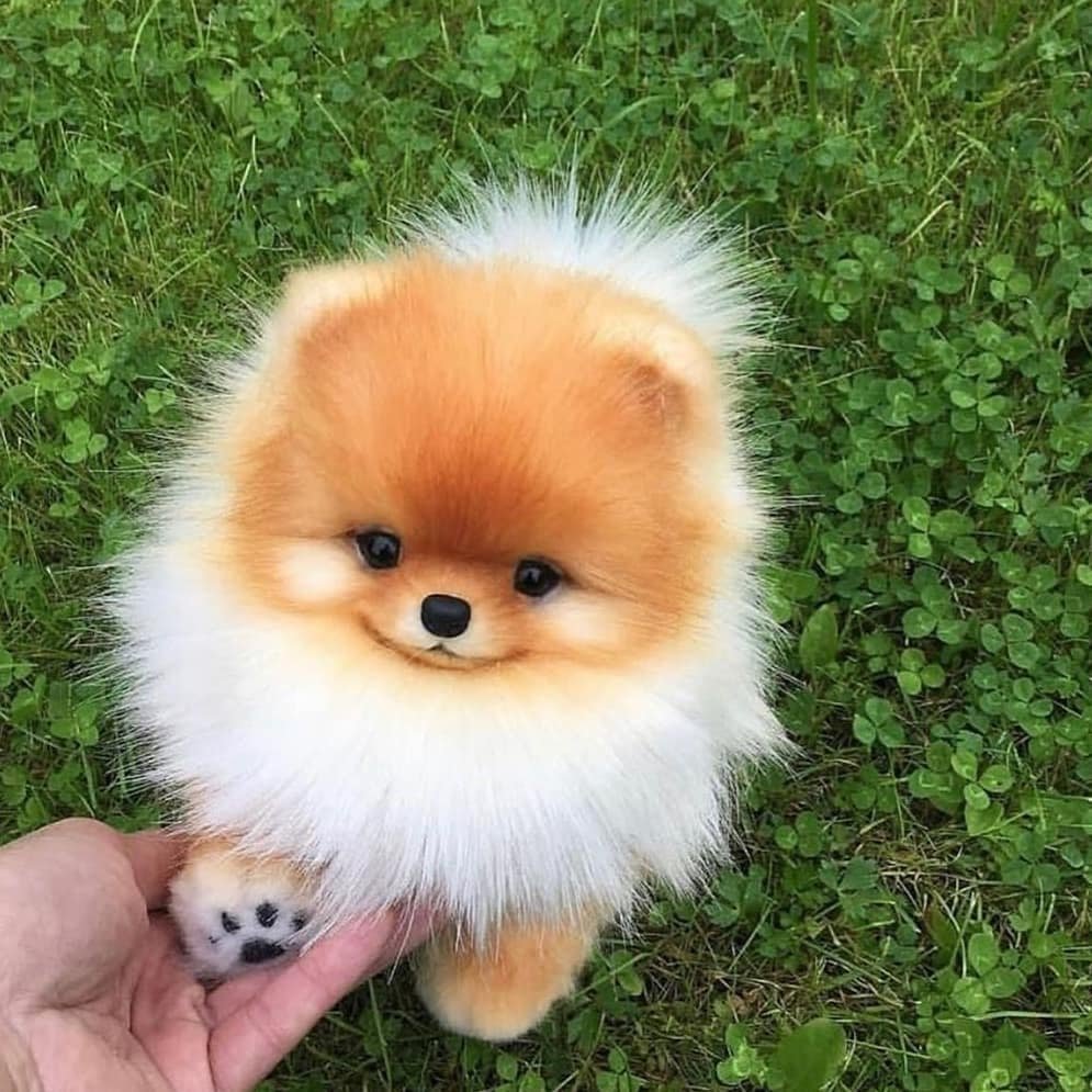 Самые милые породы собак