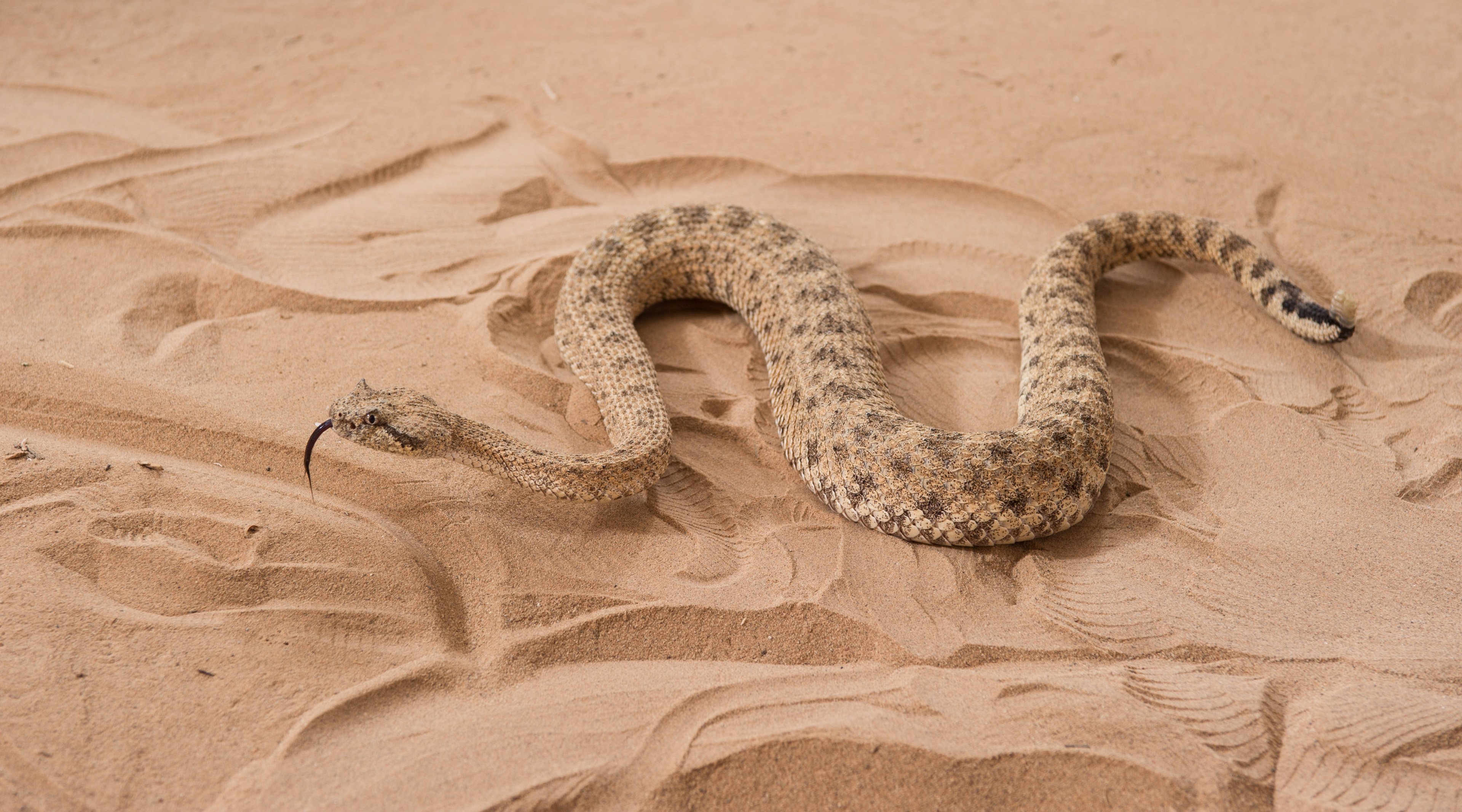 Ползают ли змеи. Песчаная Эфа альбинос. Песчаная гадюка. Сахарская Песчаная гадюка. Пустынная змея Эфа.