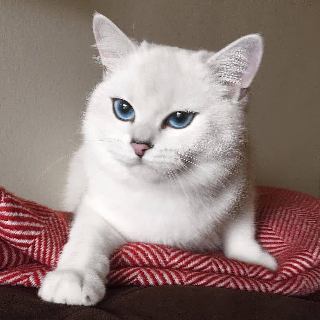 Британская шиншилла серая