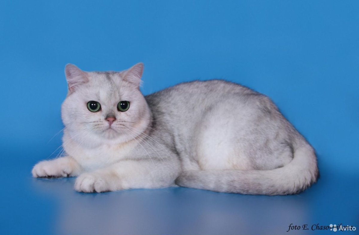 Скоттиш страйт серебристая шиншилла