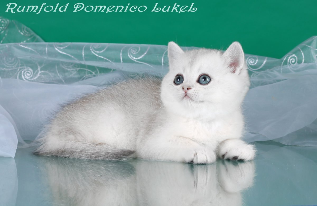 Шотландский скоттиш страйт серебристая шиншилла