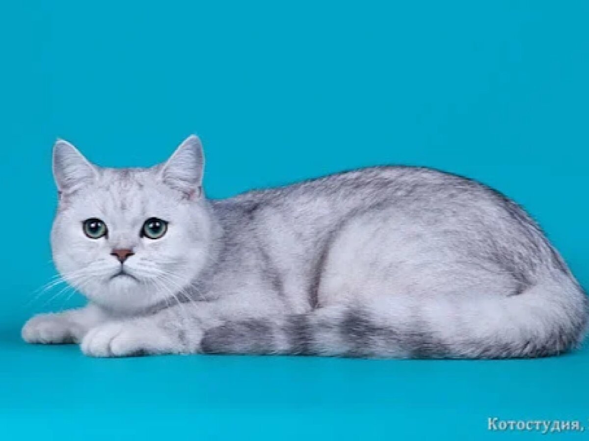 Серебристая шиншилла камео