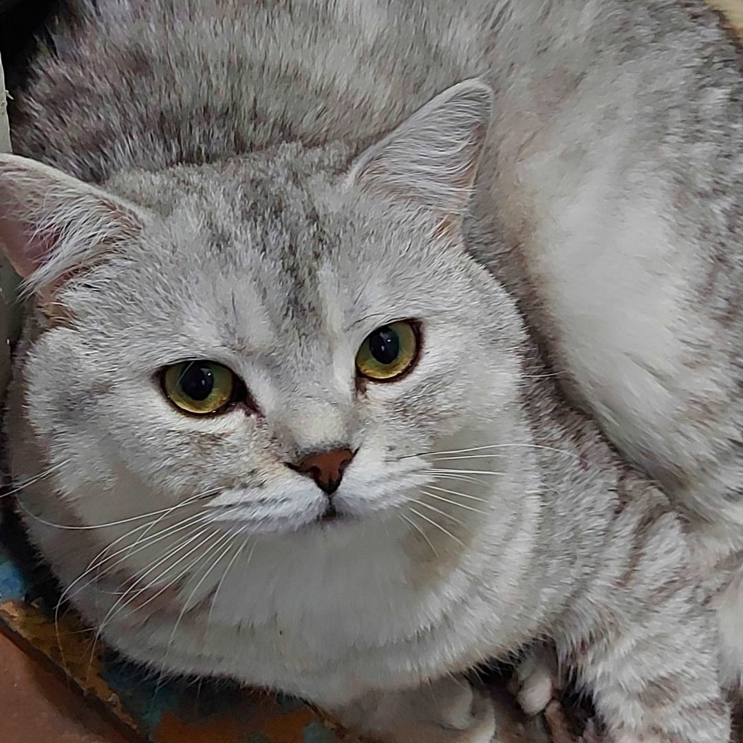 Шотландская кошка Золотая шиншилла