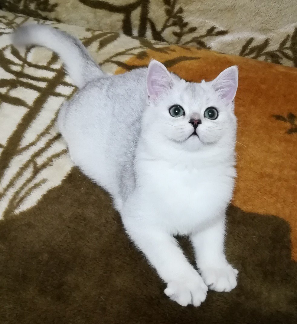 Шотландская прямоухая шиншилла