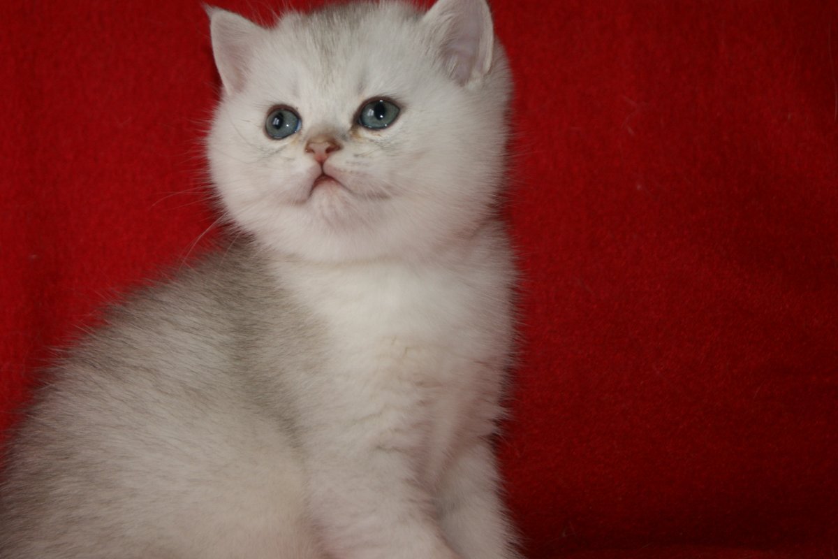 Шотландская прямоухая кошка белая