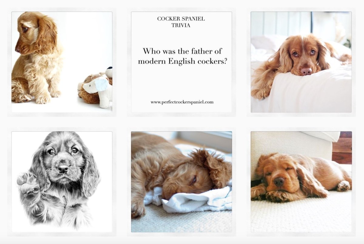 Английский кокер спаниель из полимерной глины