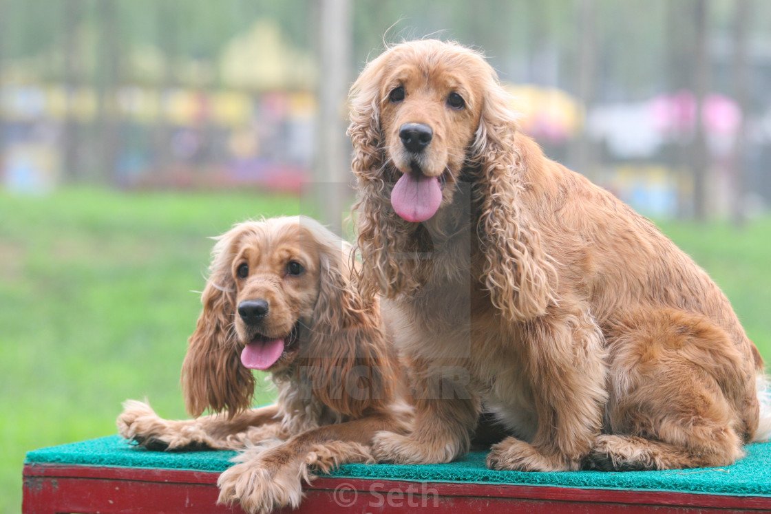 Темперамент кокер спаниеля английского