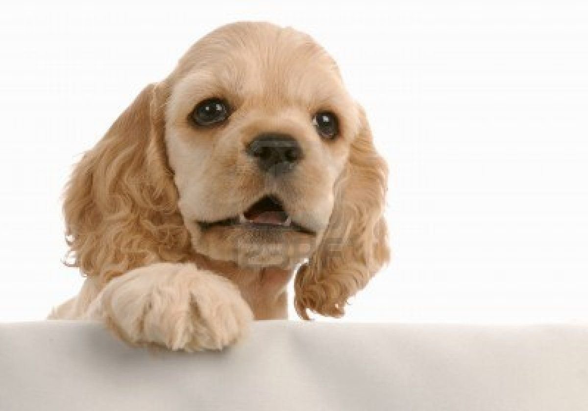 Лапы кокер спаниеля