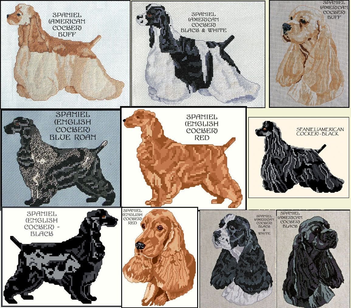 День рождение английский спаниель