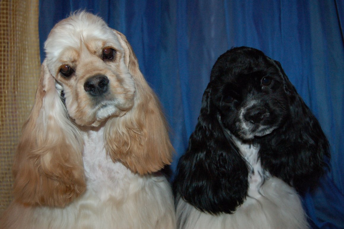 Американский спрингер спаниель