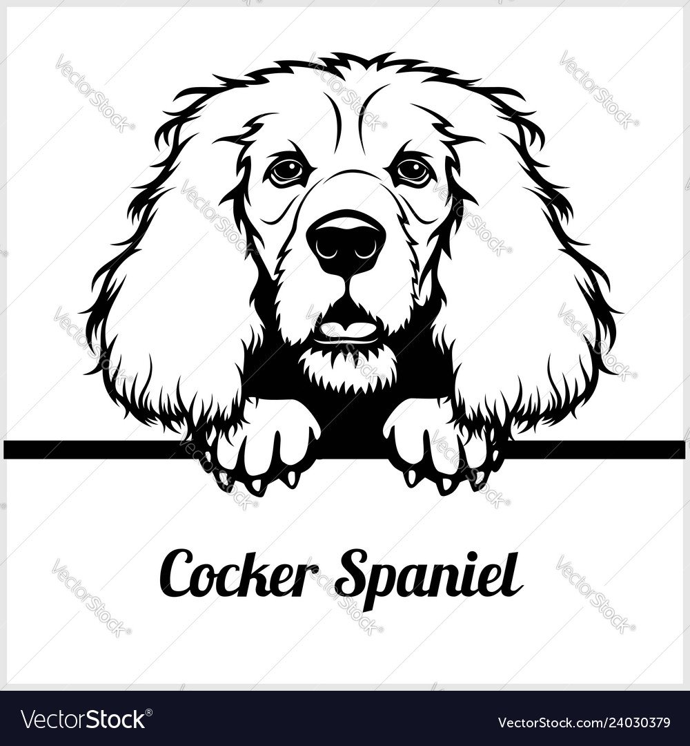 Американский кокер-спаниель леди