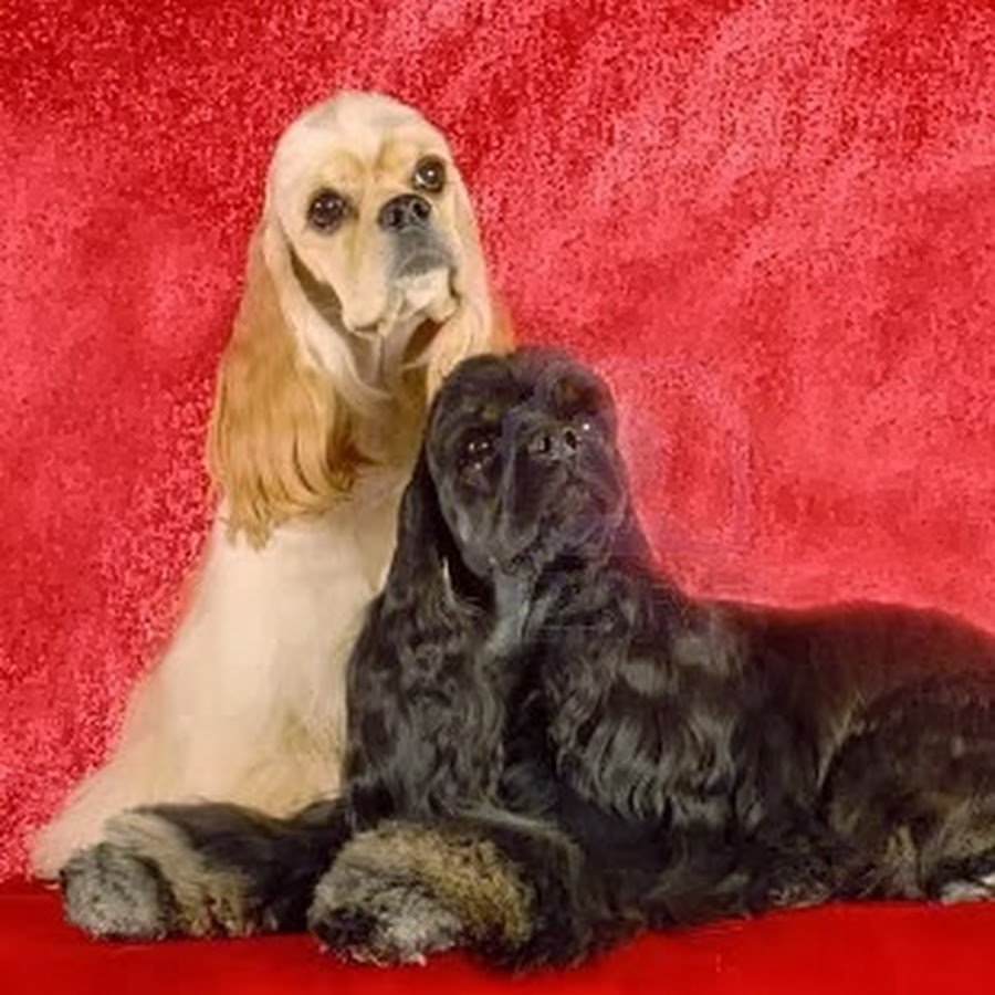 Английский кокер спаниель и американский кокер