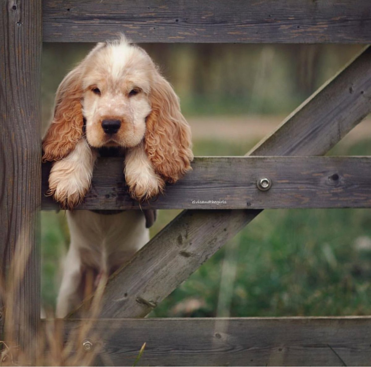 Кокер спаниель маленький