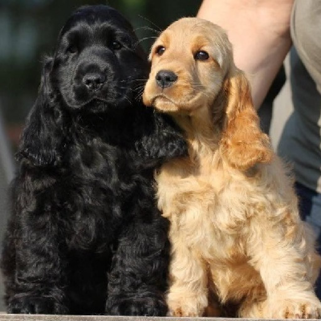 Английский кокер-спаниель